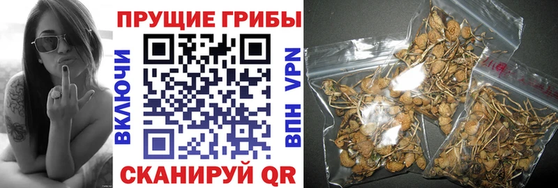 Галлюциногенные грибы Psilocybine cubensis Куровское